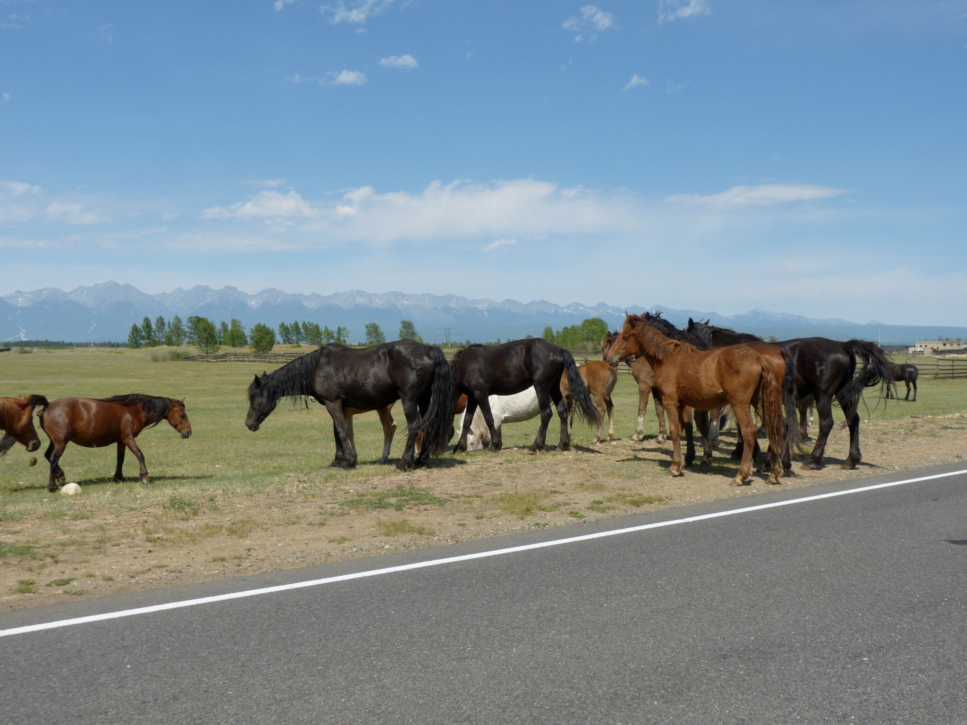 Horses